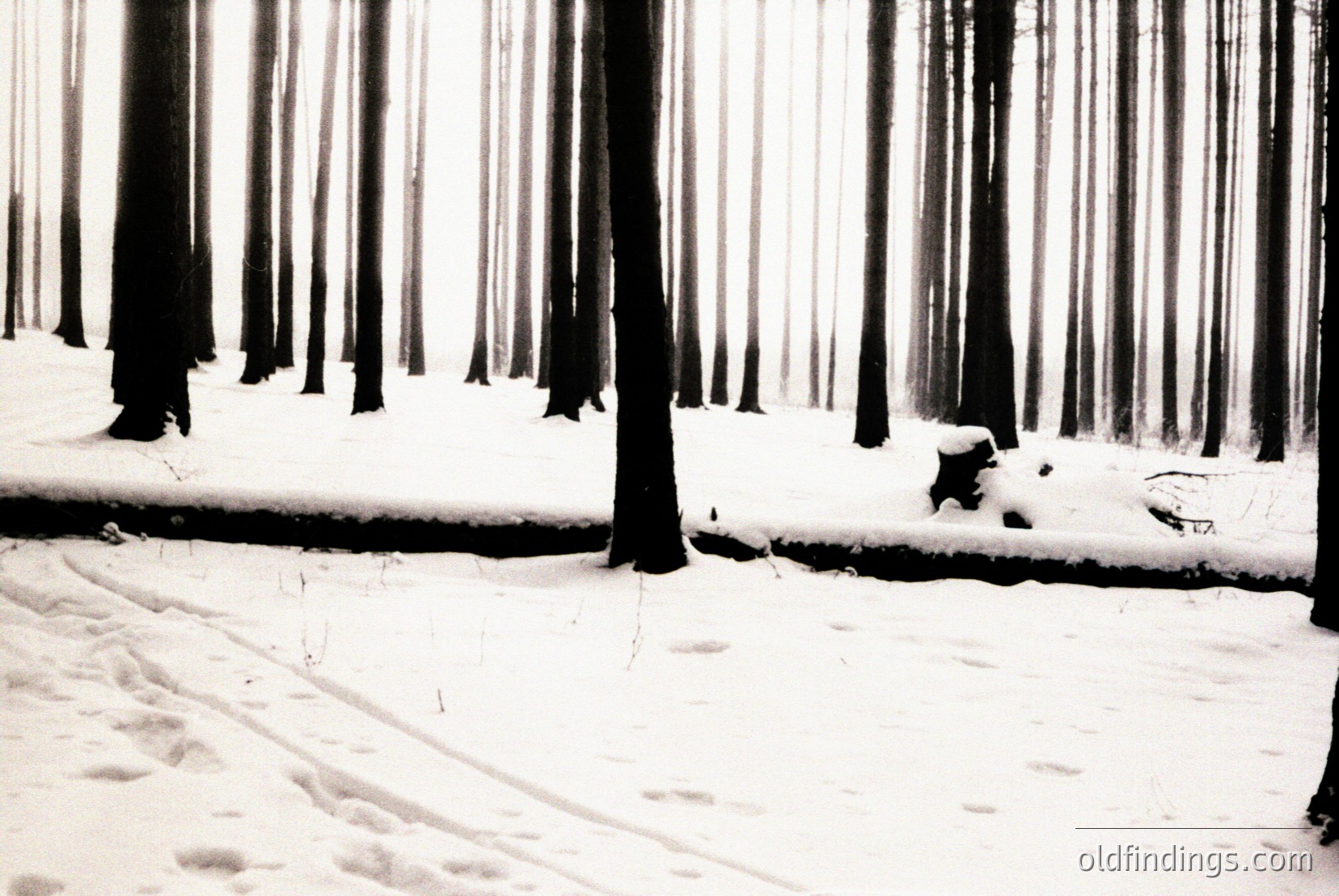 Vintage photograph