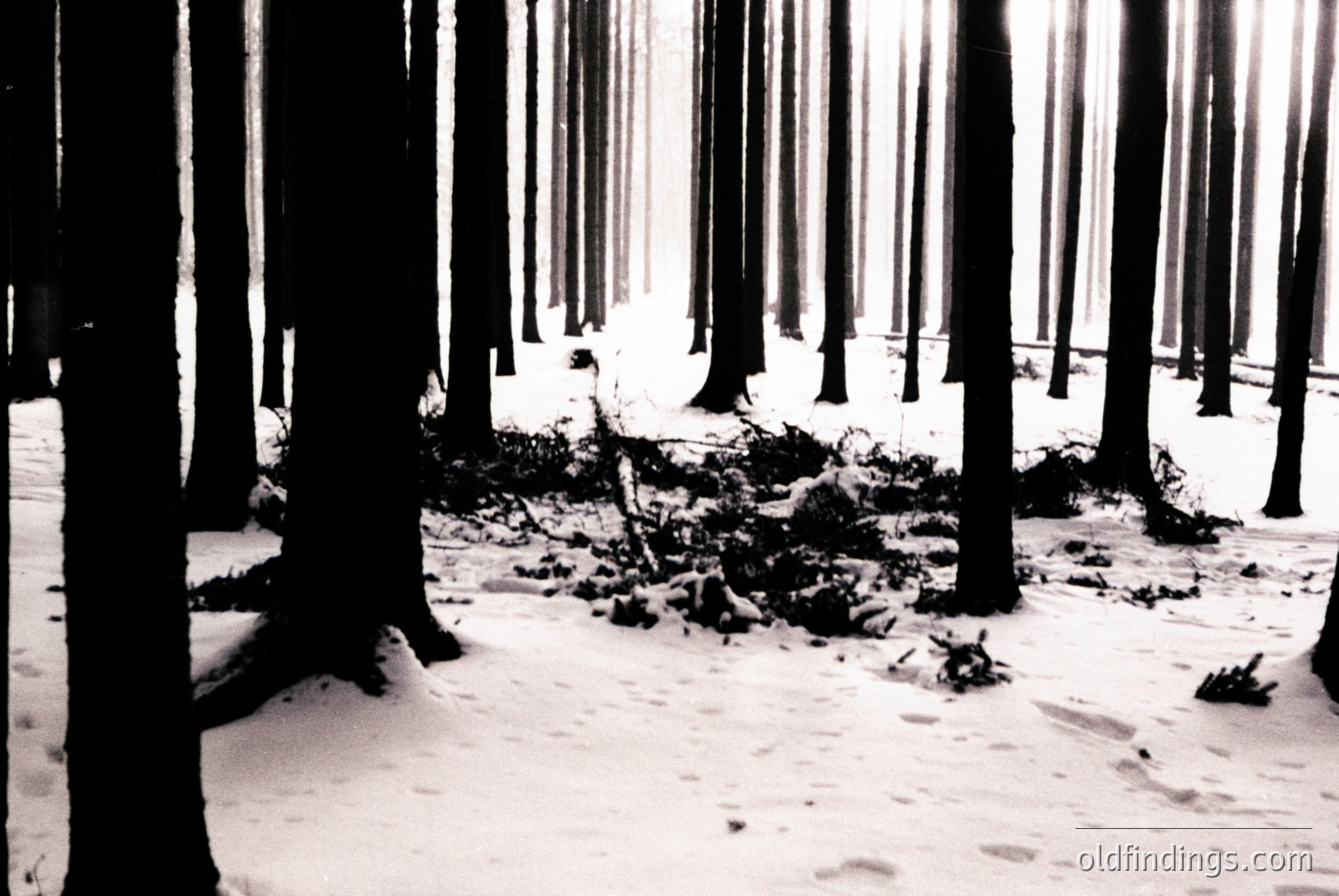 Vintage photograph