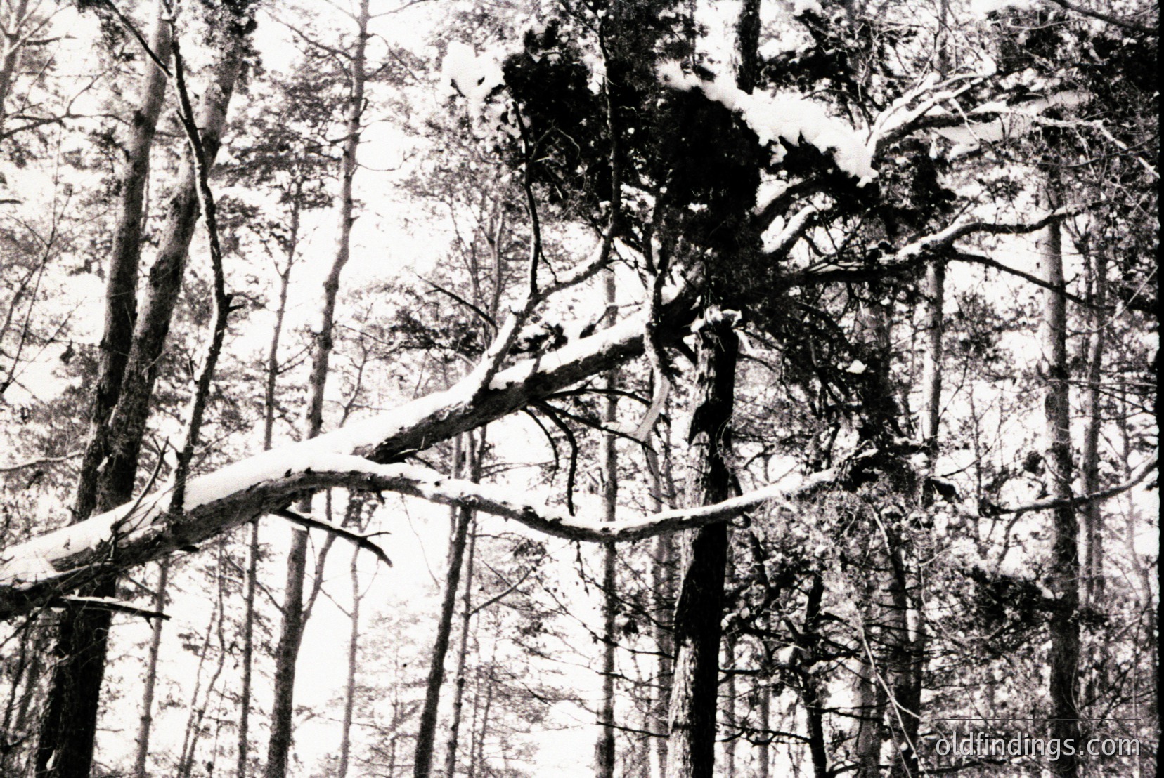 Vintage photograph