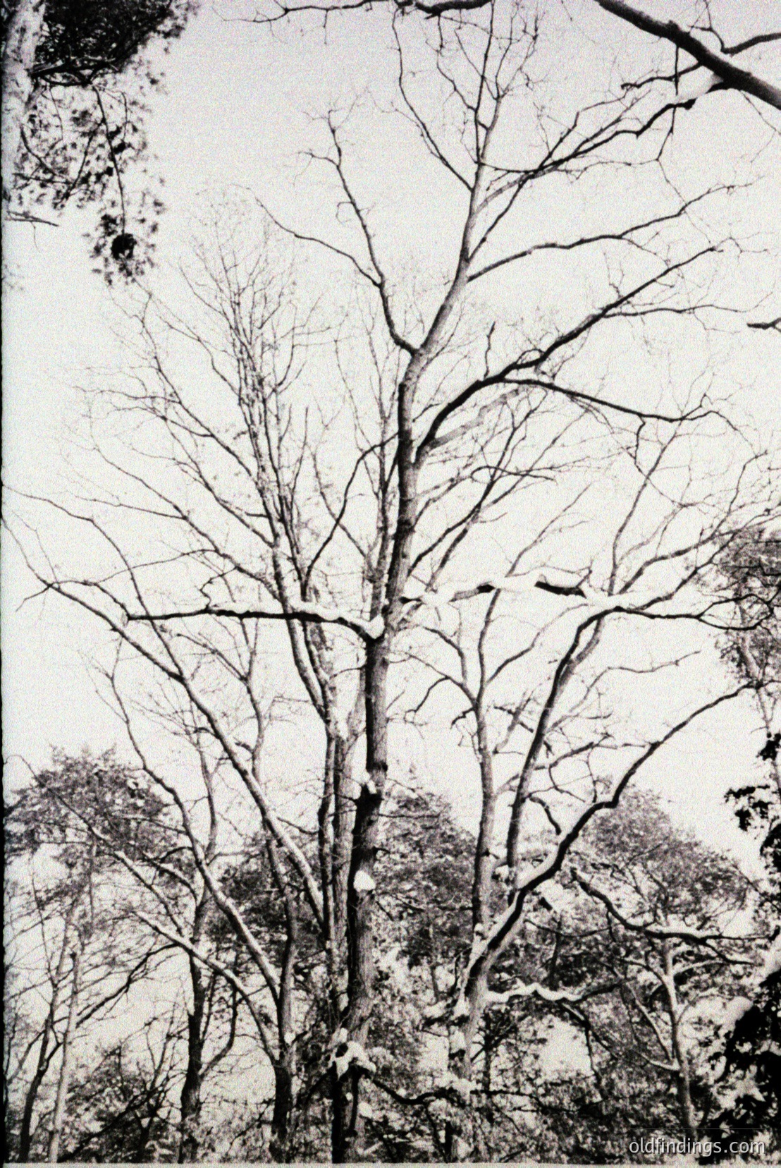Vintage photograph