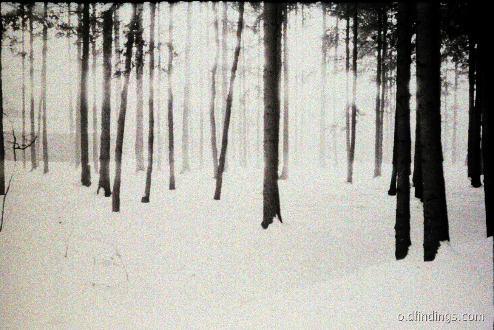 Vintage photograph