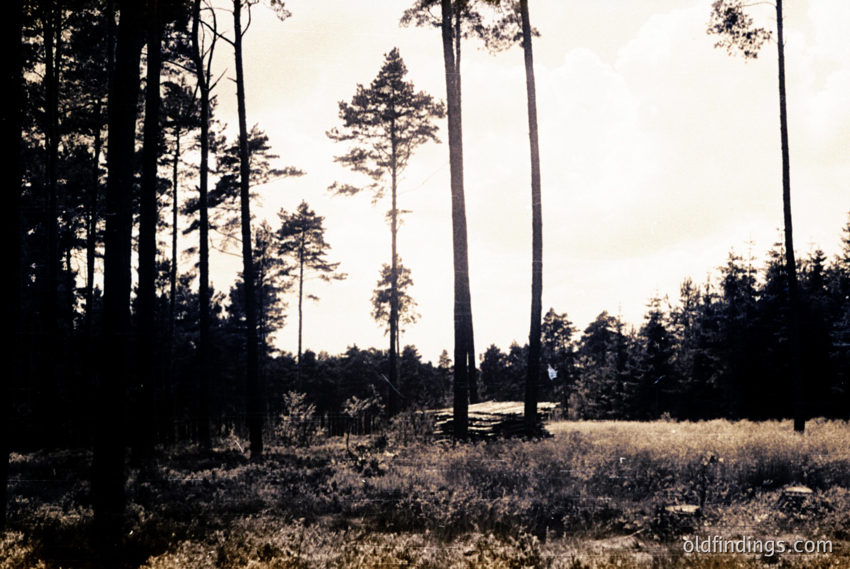 Vintage photograph