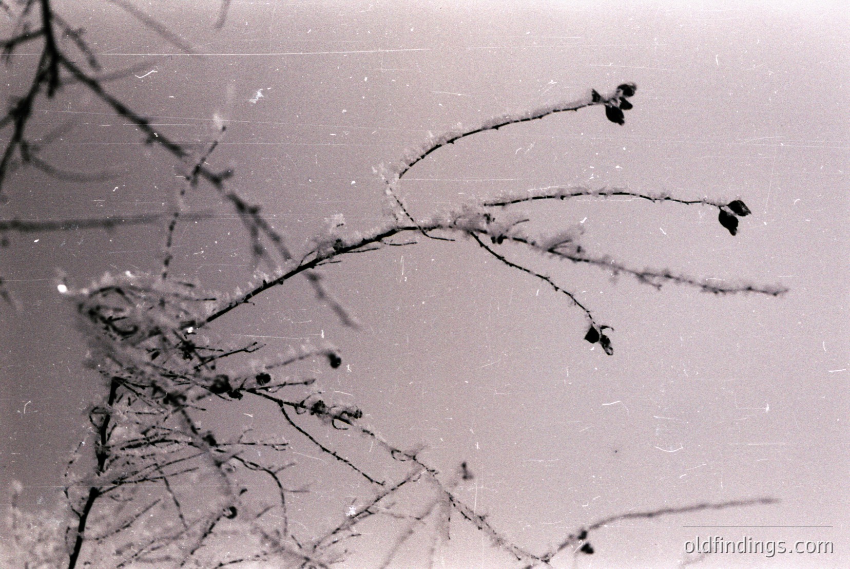 Vintage photograph