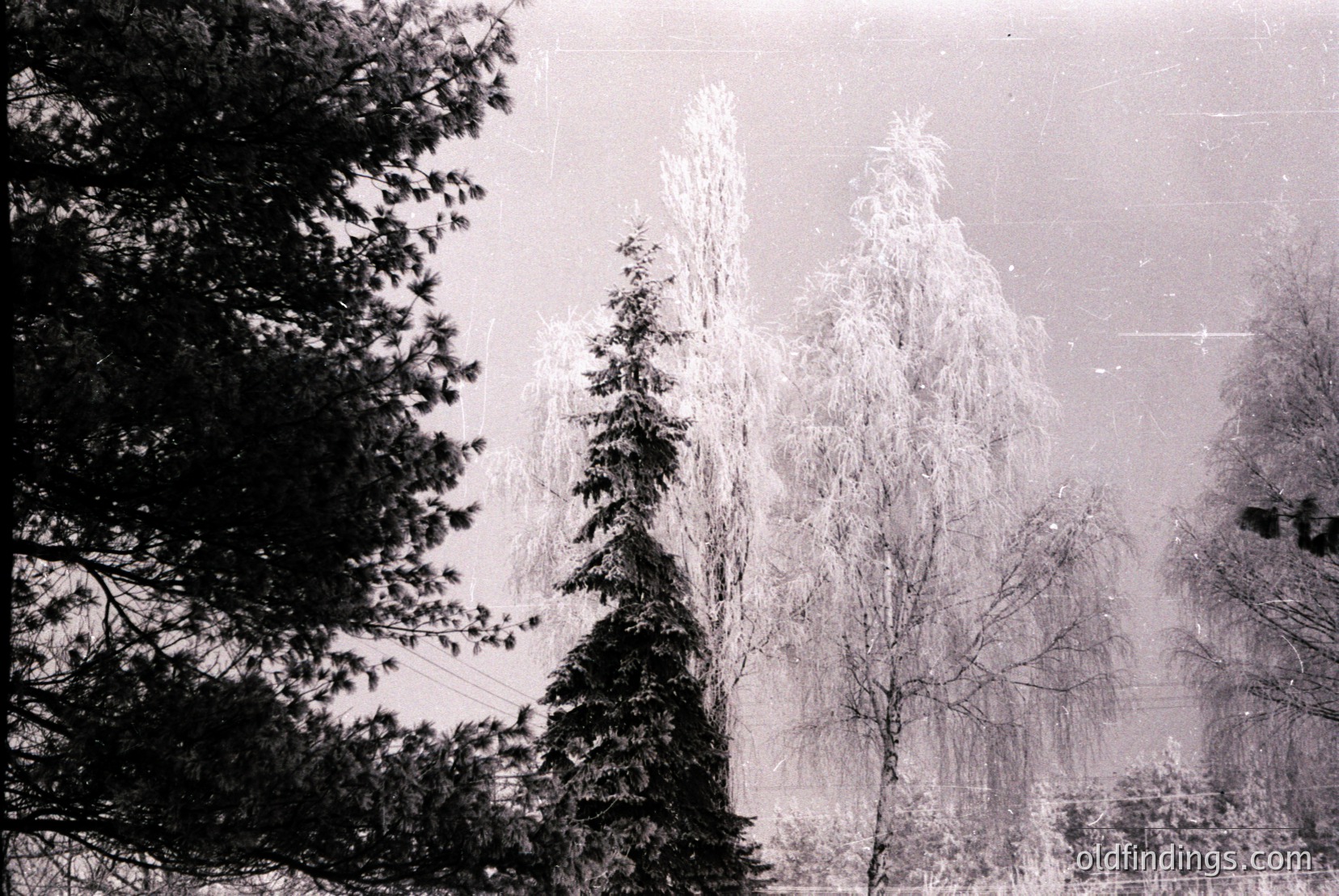 Vintage photograph