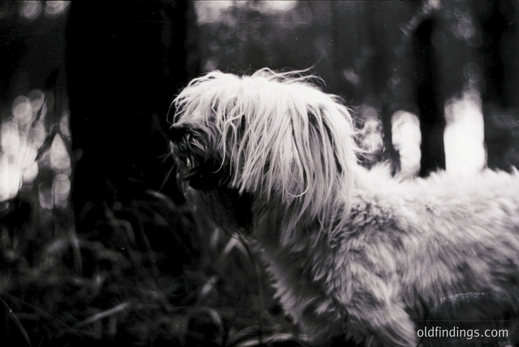 Vintage photograph