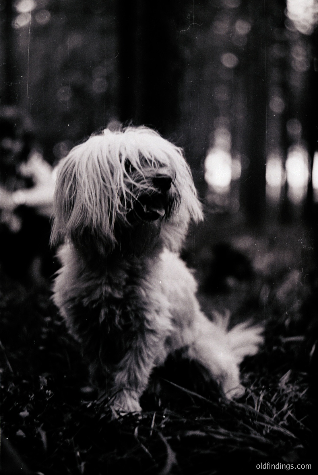 Vintage photograph