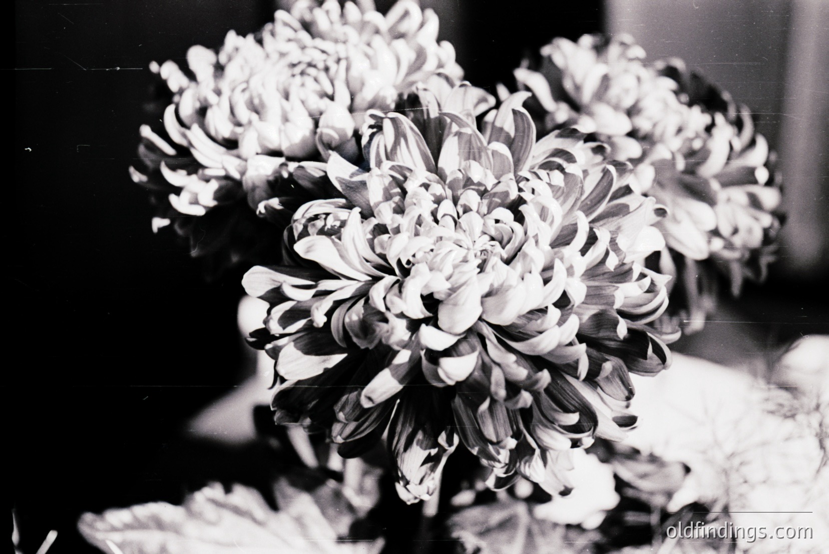 Vintage photograph