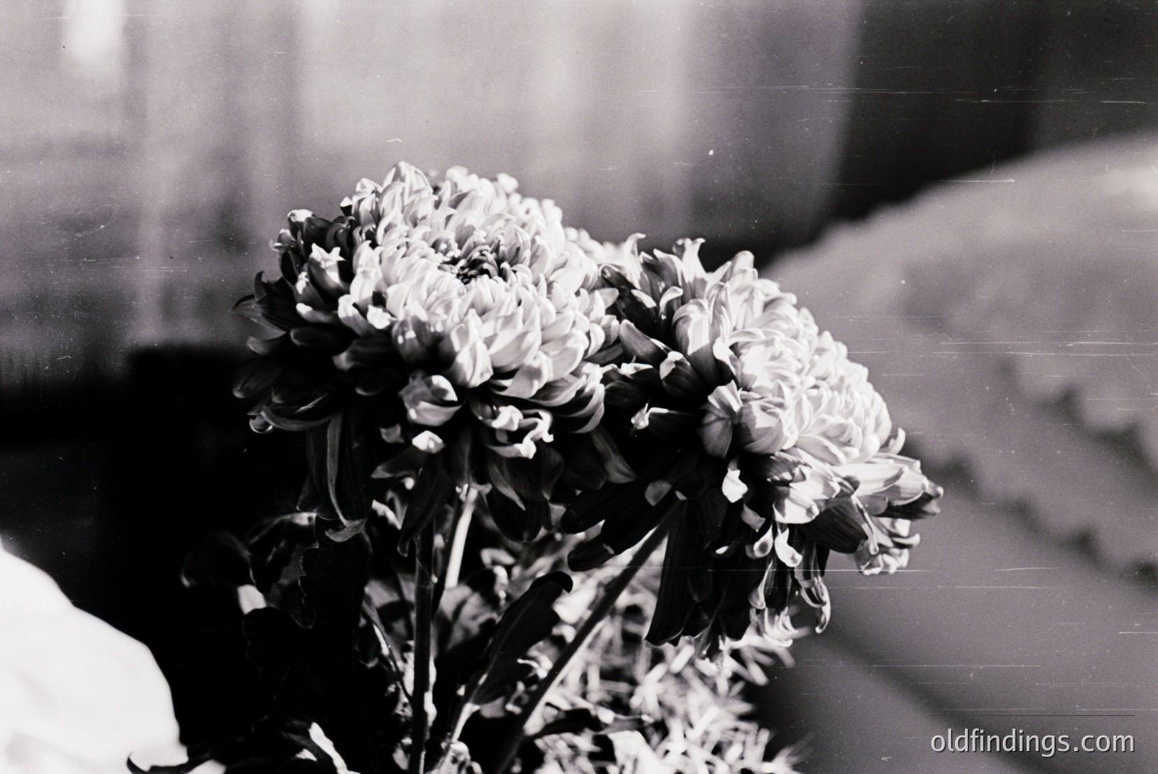 Vintage photograph