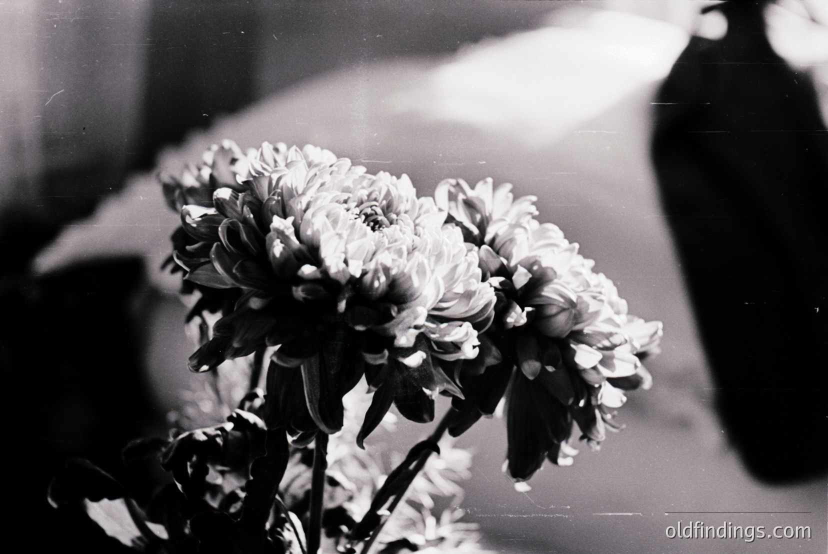 Vintage photograph