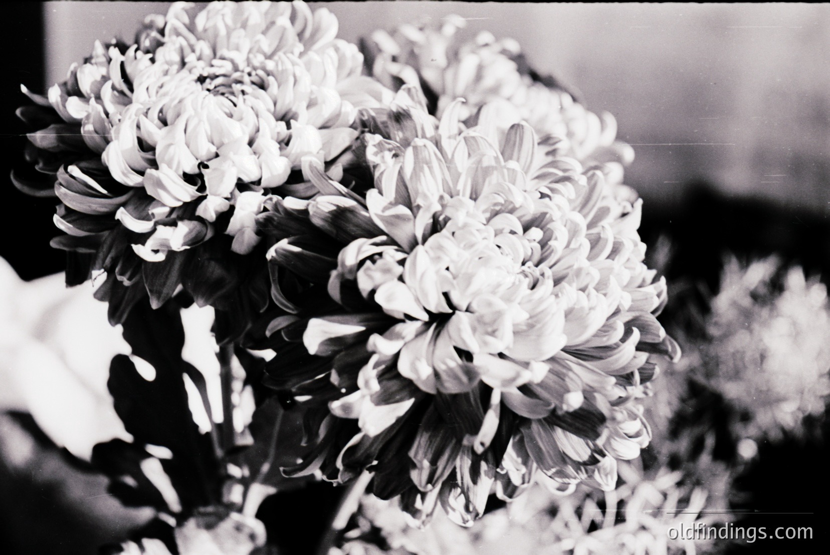 Vintage photograph