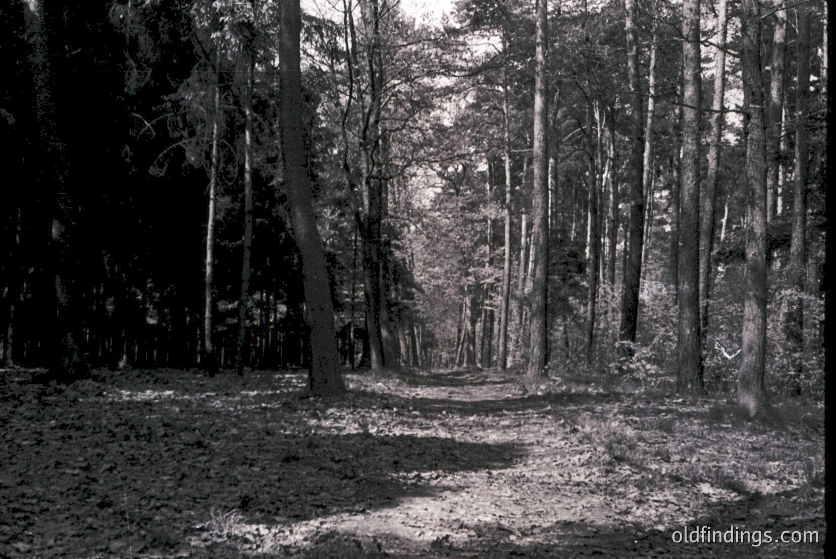 Vintage photograph