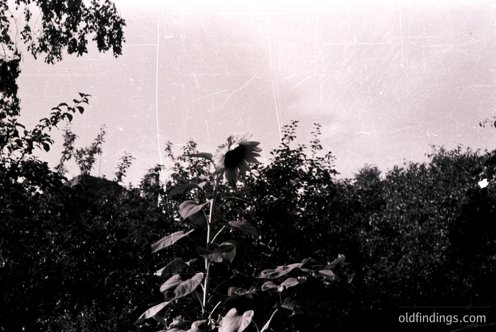 Vintage photograph