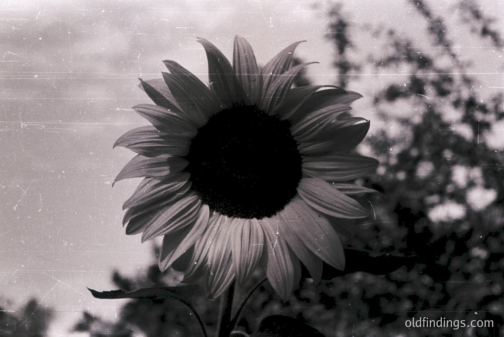Vintage photograph