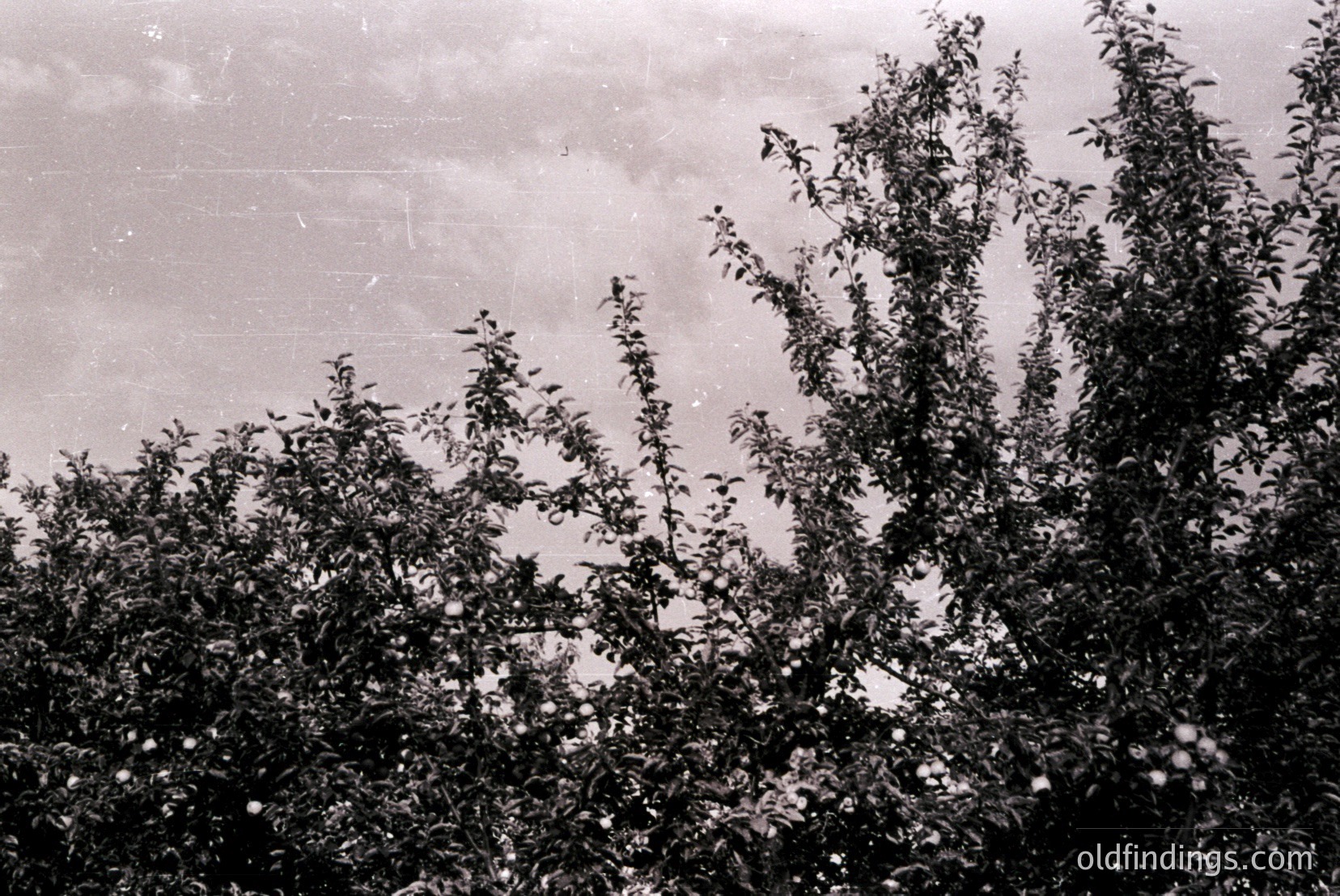 Vintage photograph