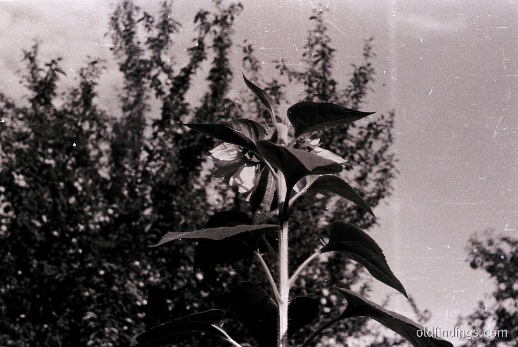 Vintage photograph