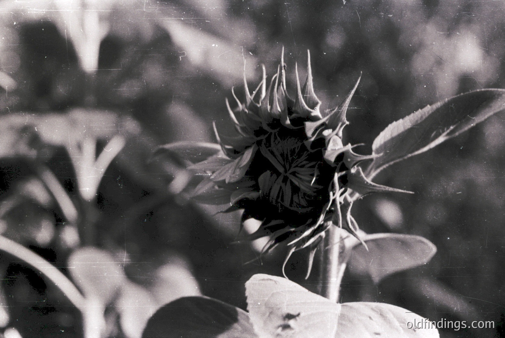 Vintage photograph