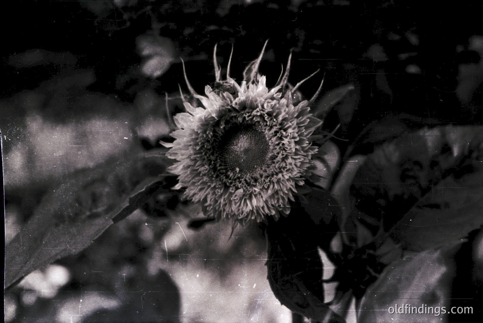 Vintage photograph