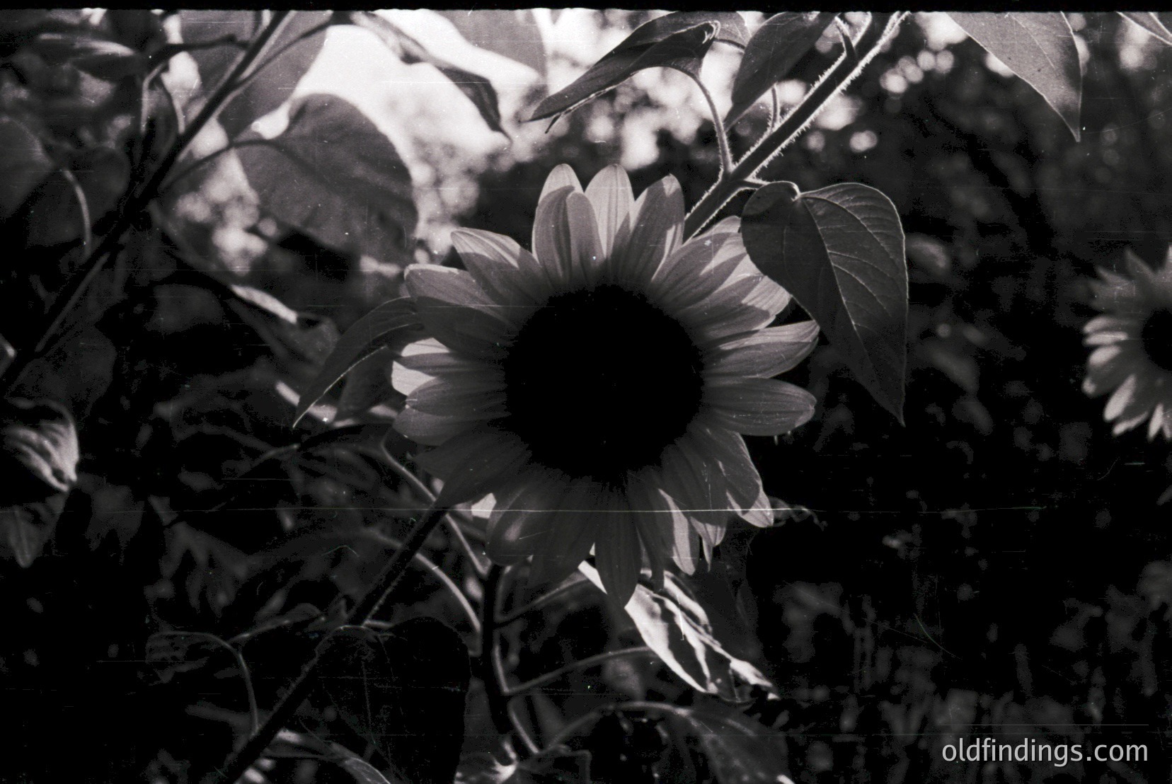 Vintage photograph