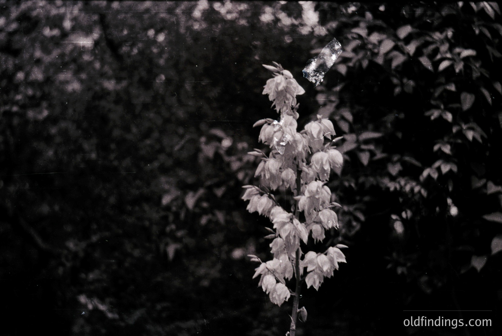 Vintage photograph