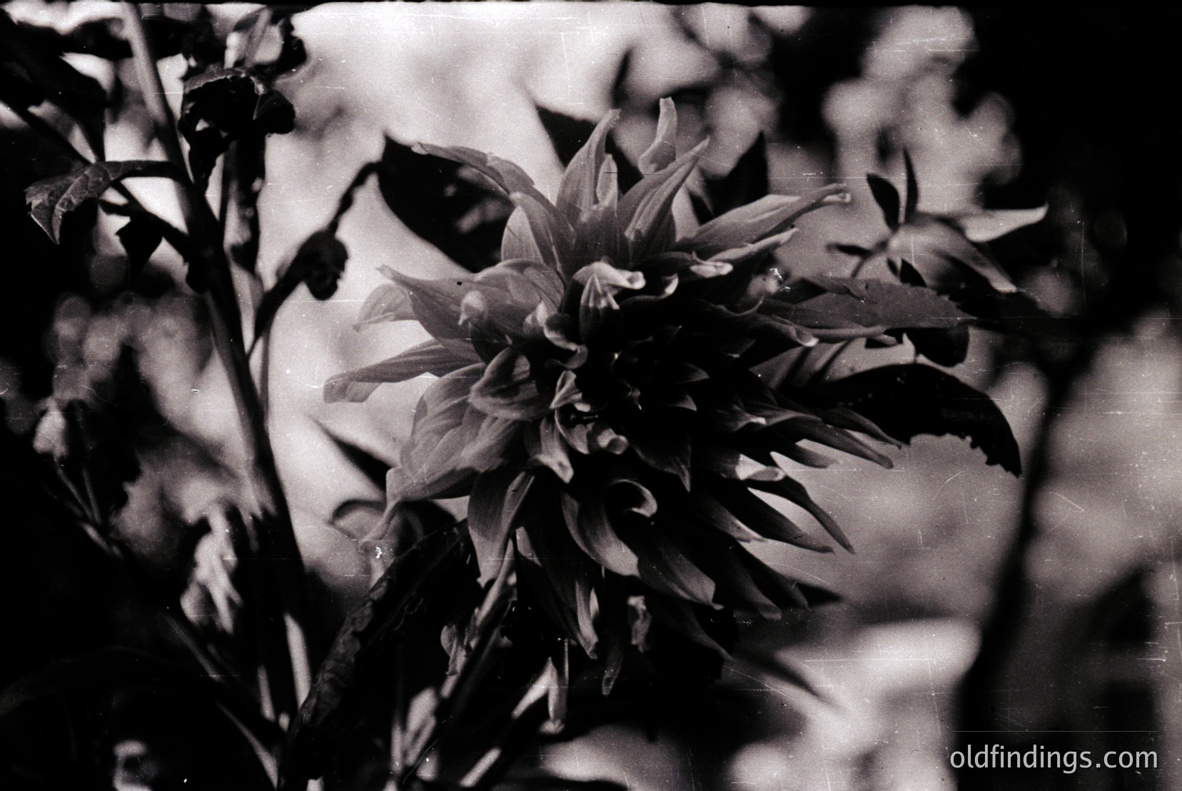 Vintage photograph