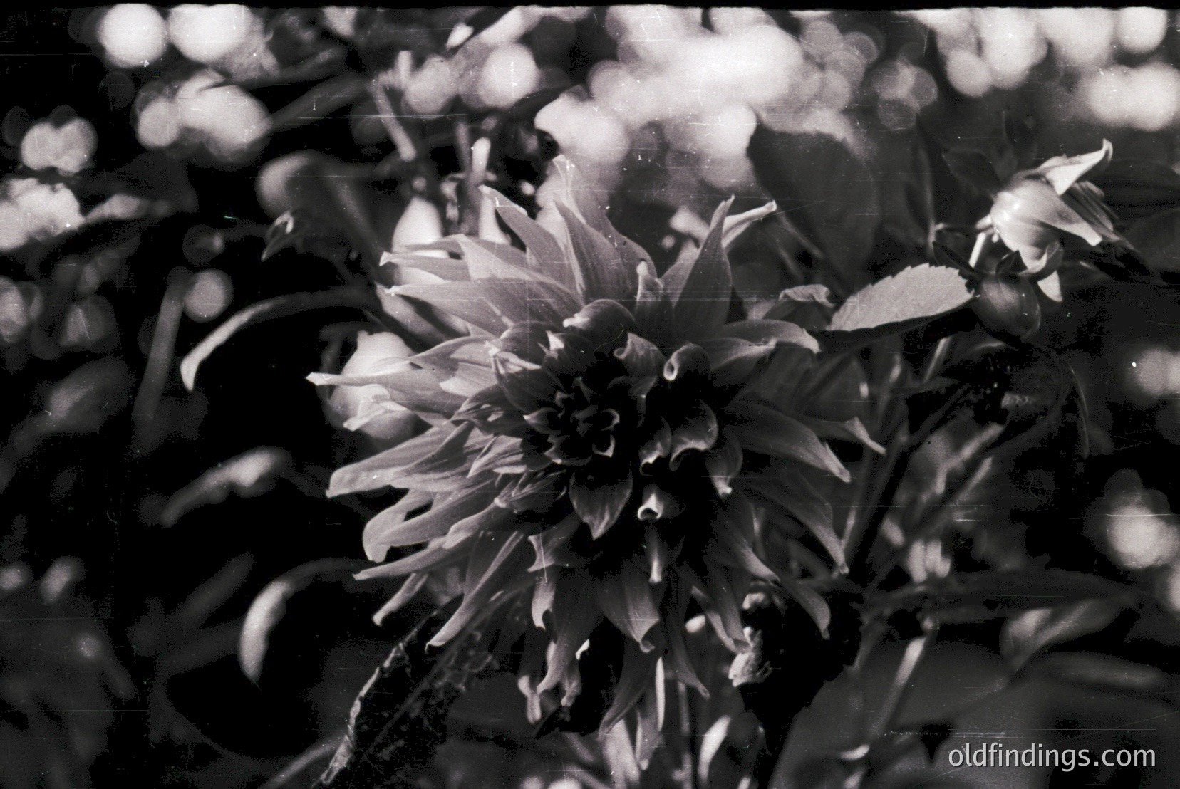 Vintage photograph