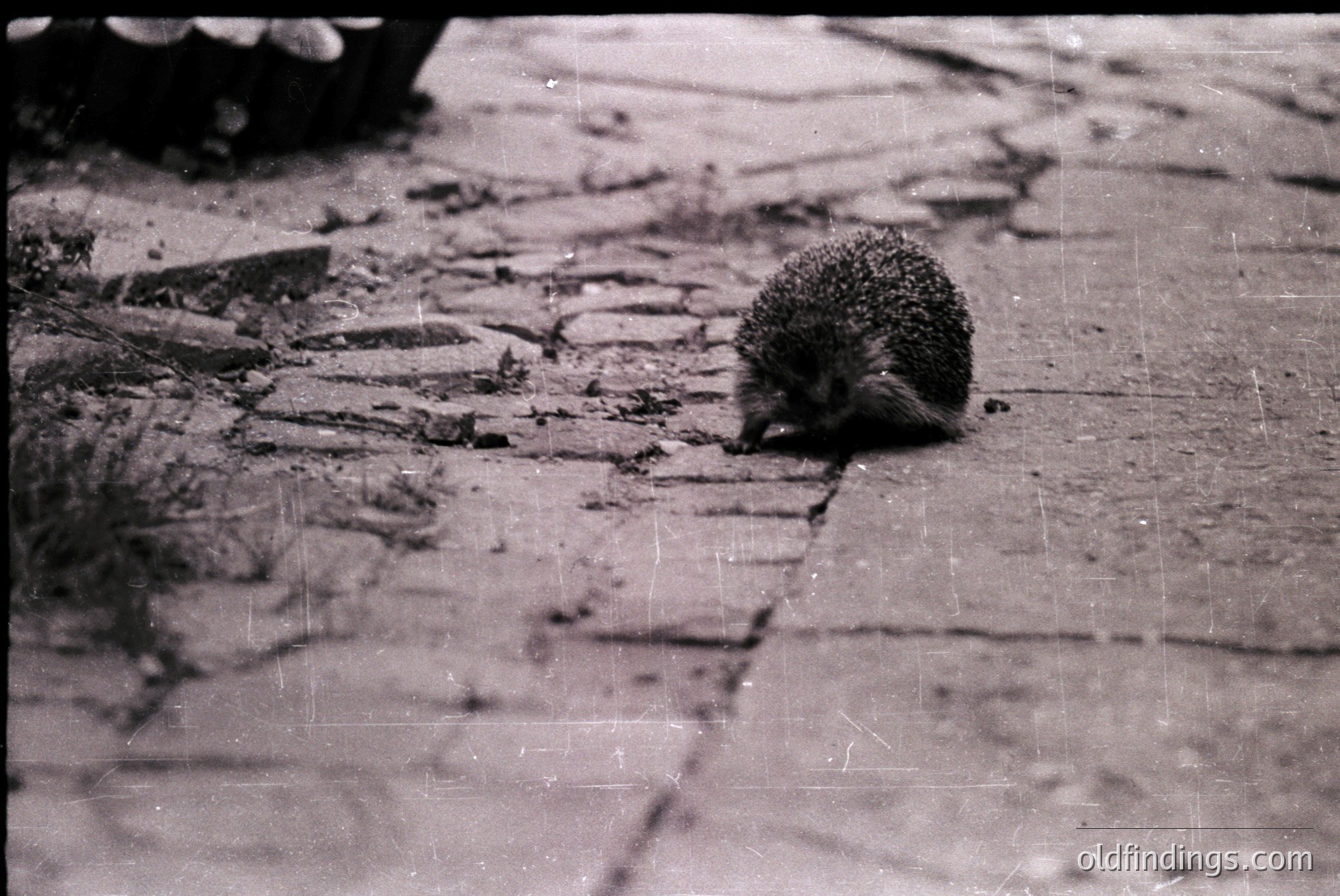 Vintage photograph