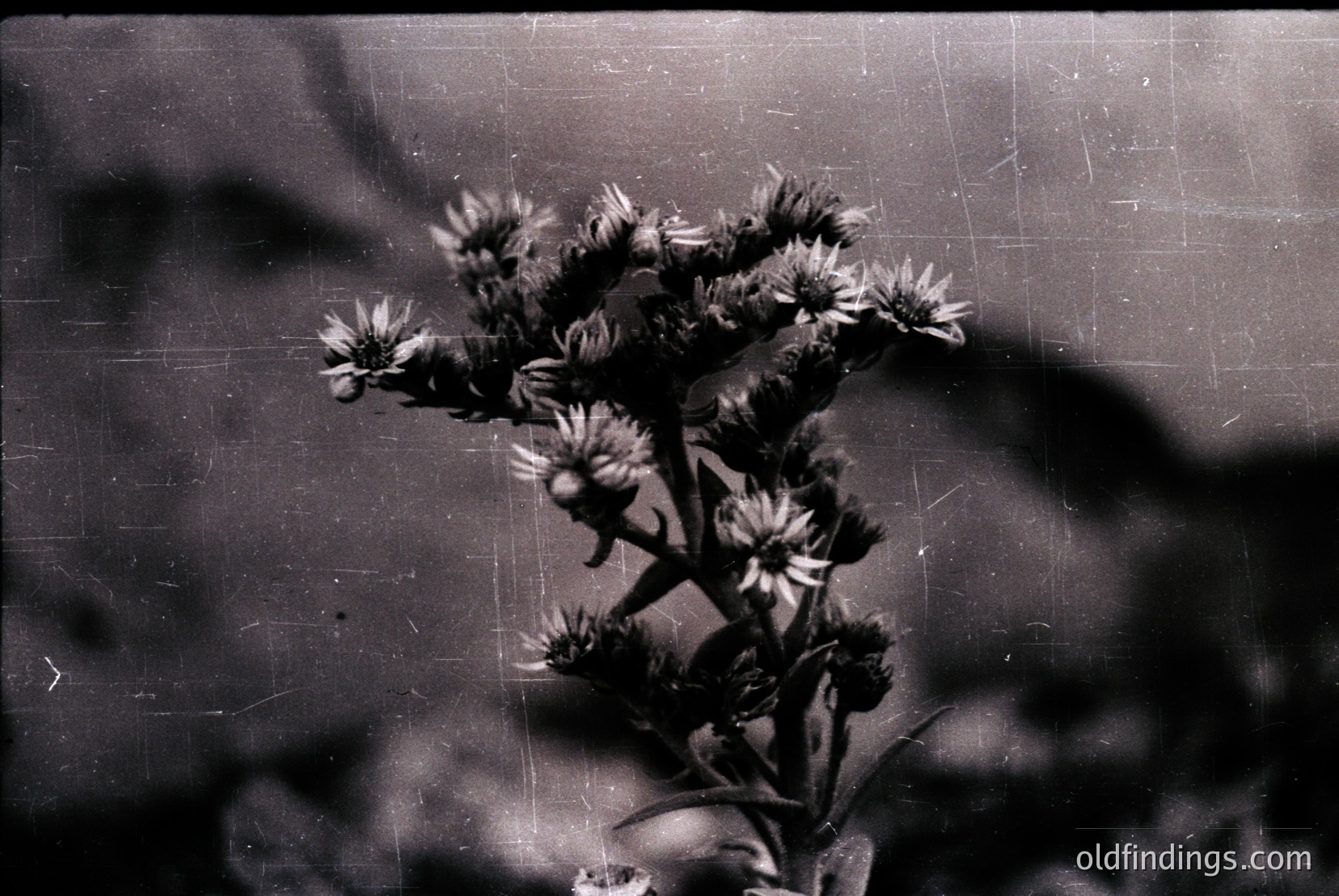 Vintage photograph