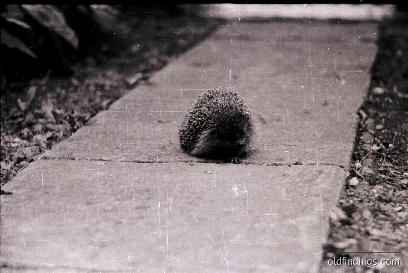 Vintage photograph