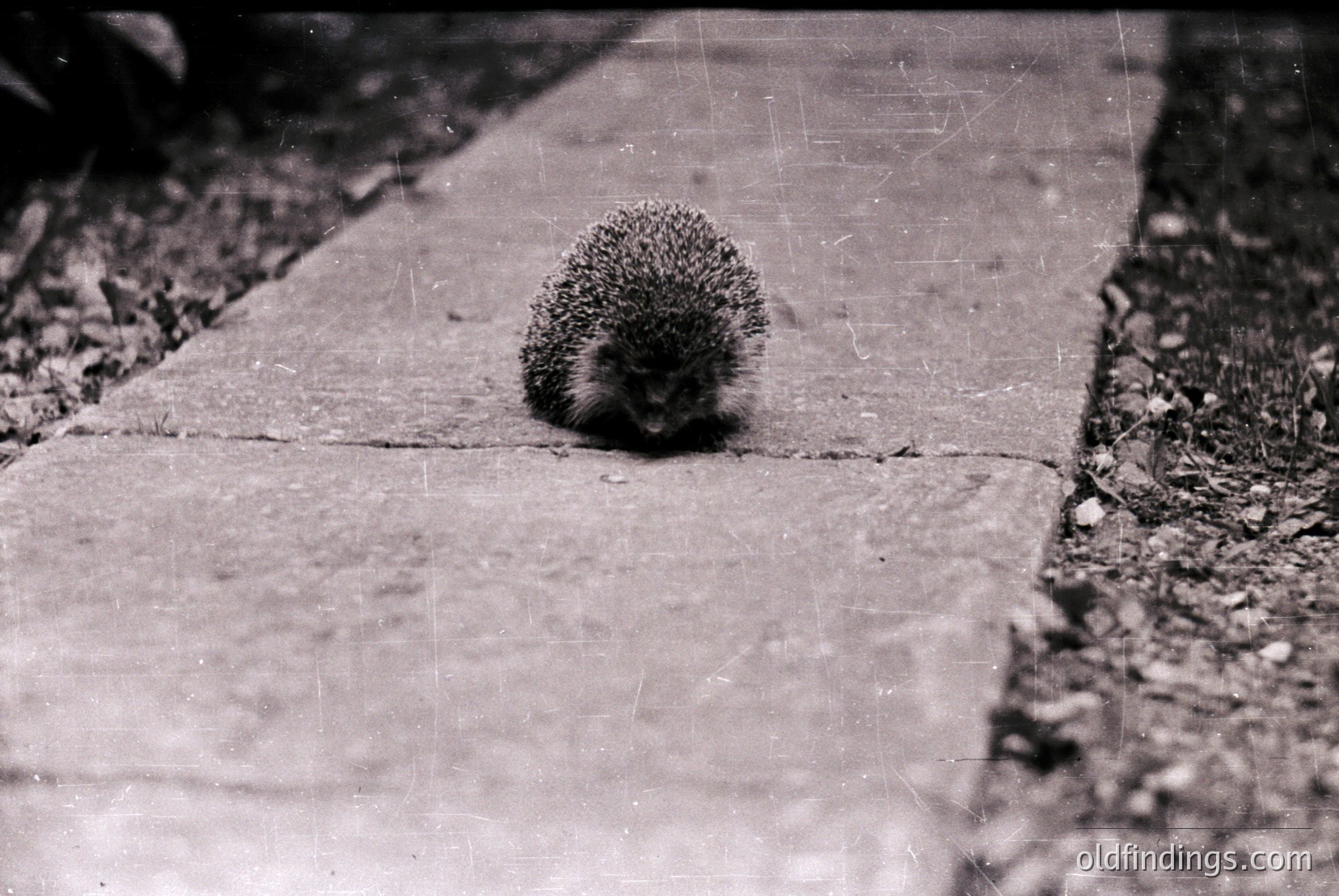 Vintage photograph