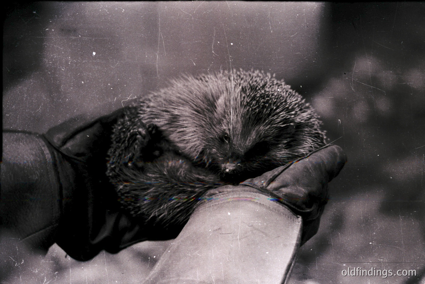 Vintage photograph