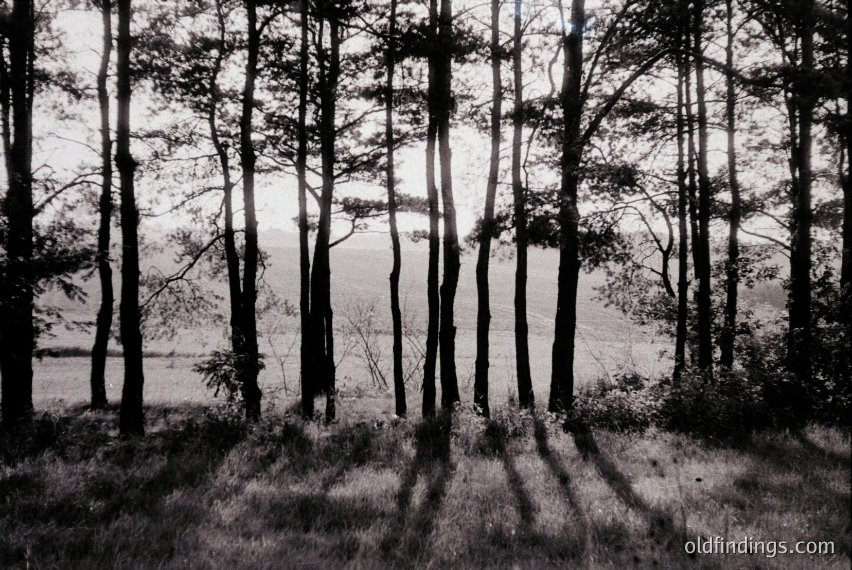 Vintage photograph
