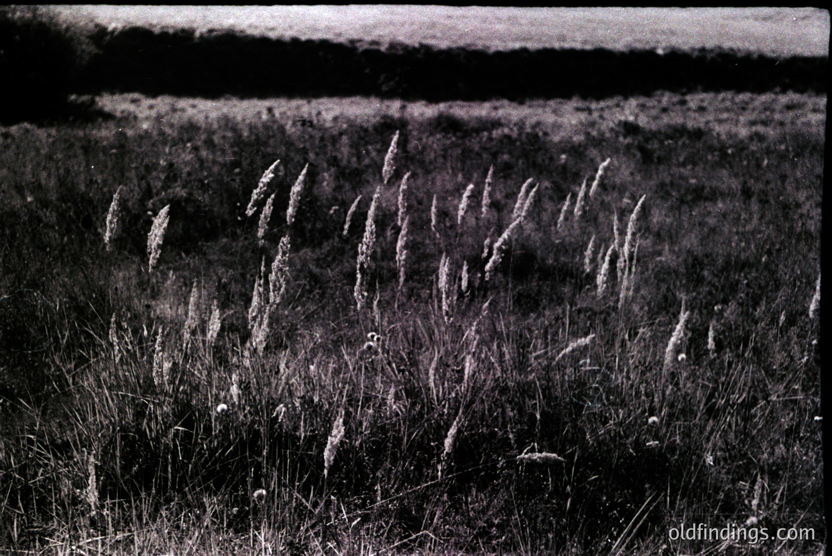 Vintage photograph
