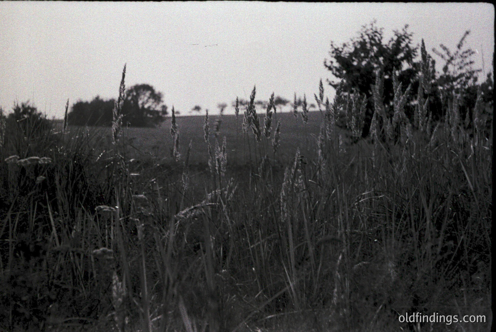 Vintage photograph