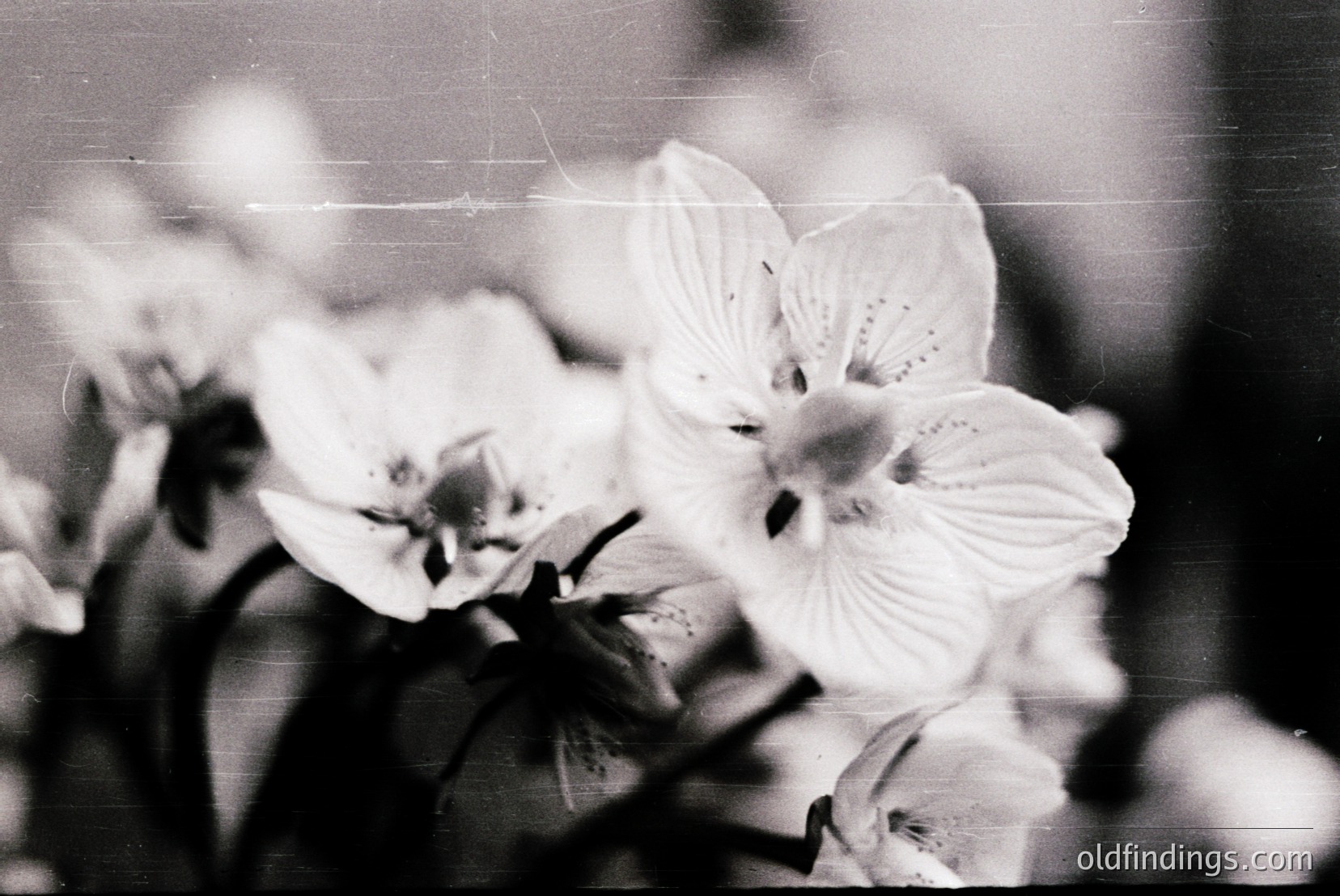 Vintage photograph