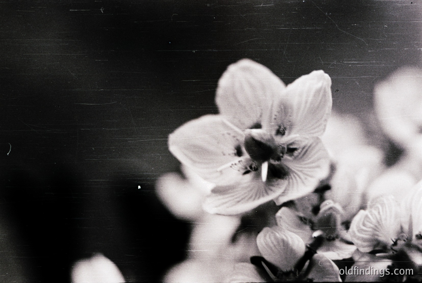 Vintage photograph