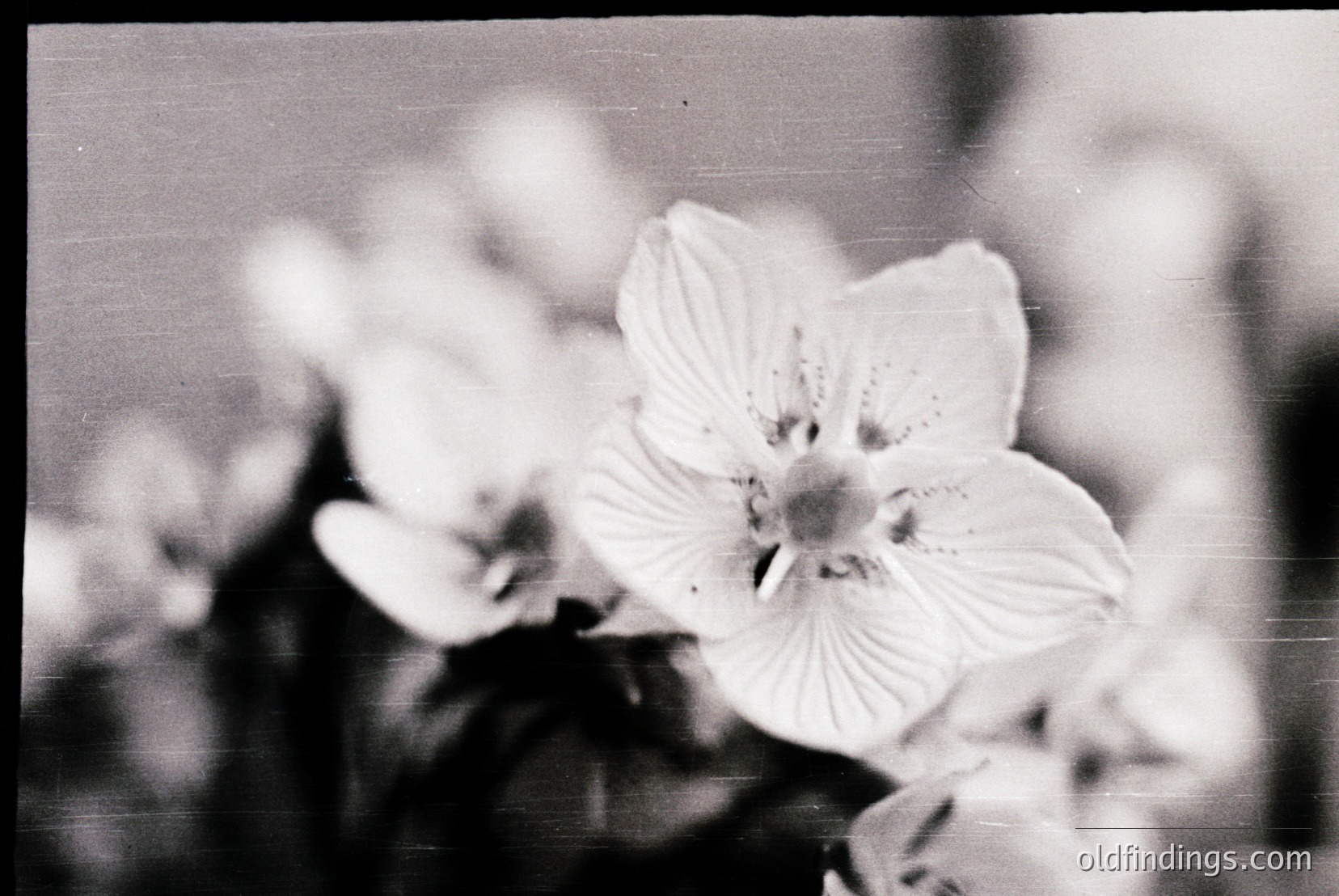 Vintage photograph