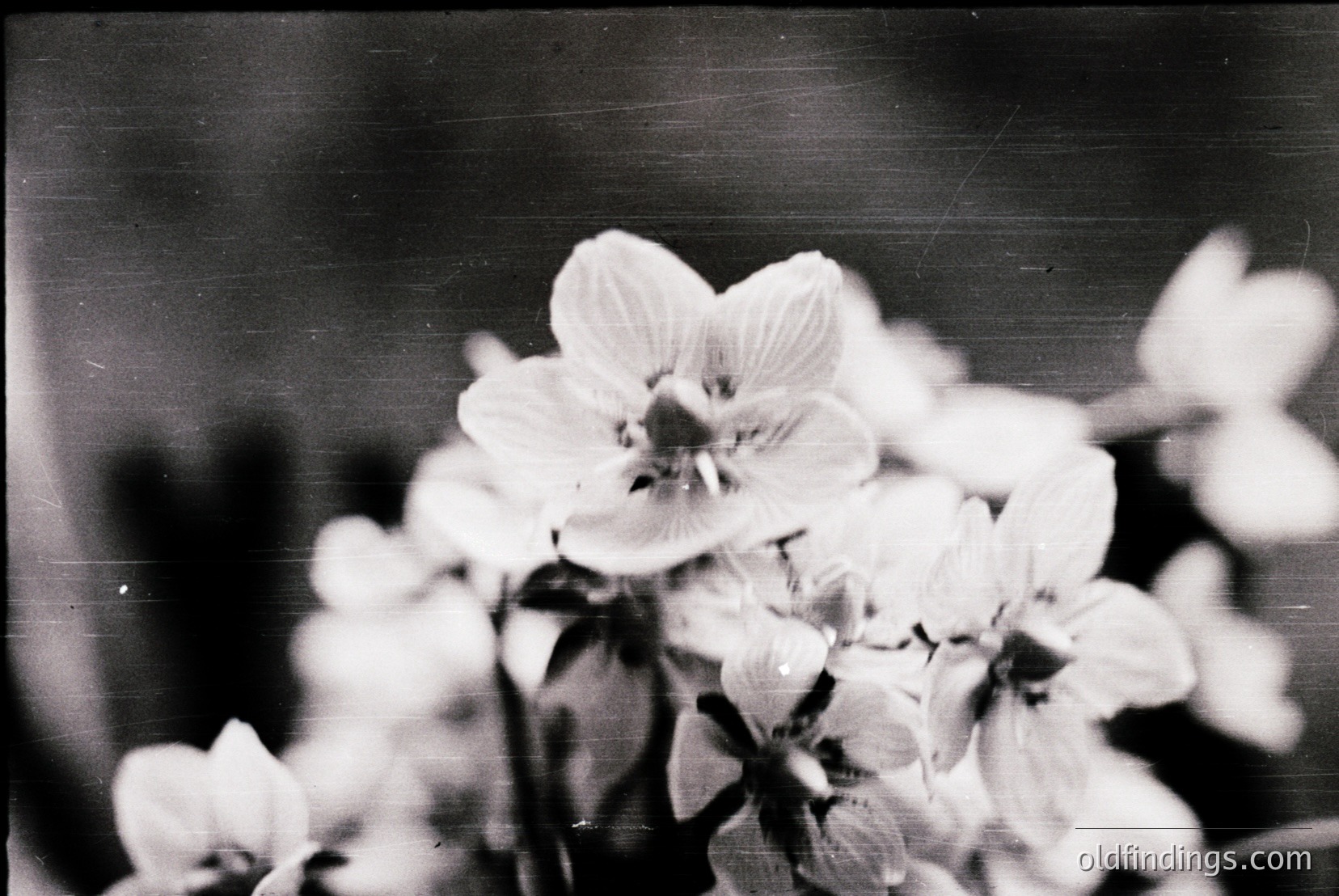 Vintage photograph