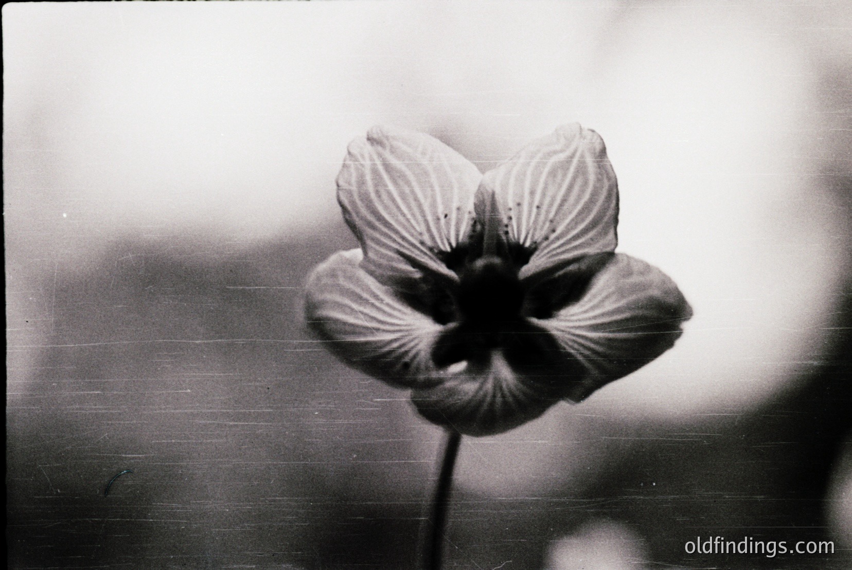 Vintage photograph