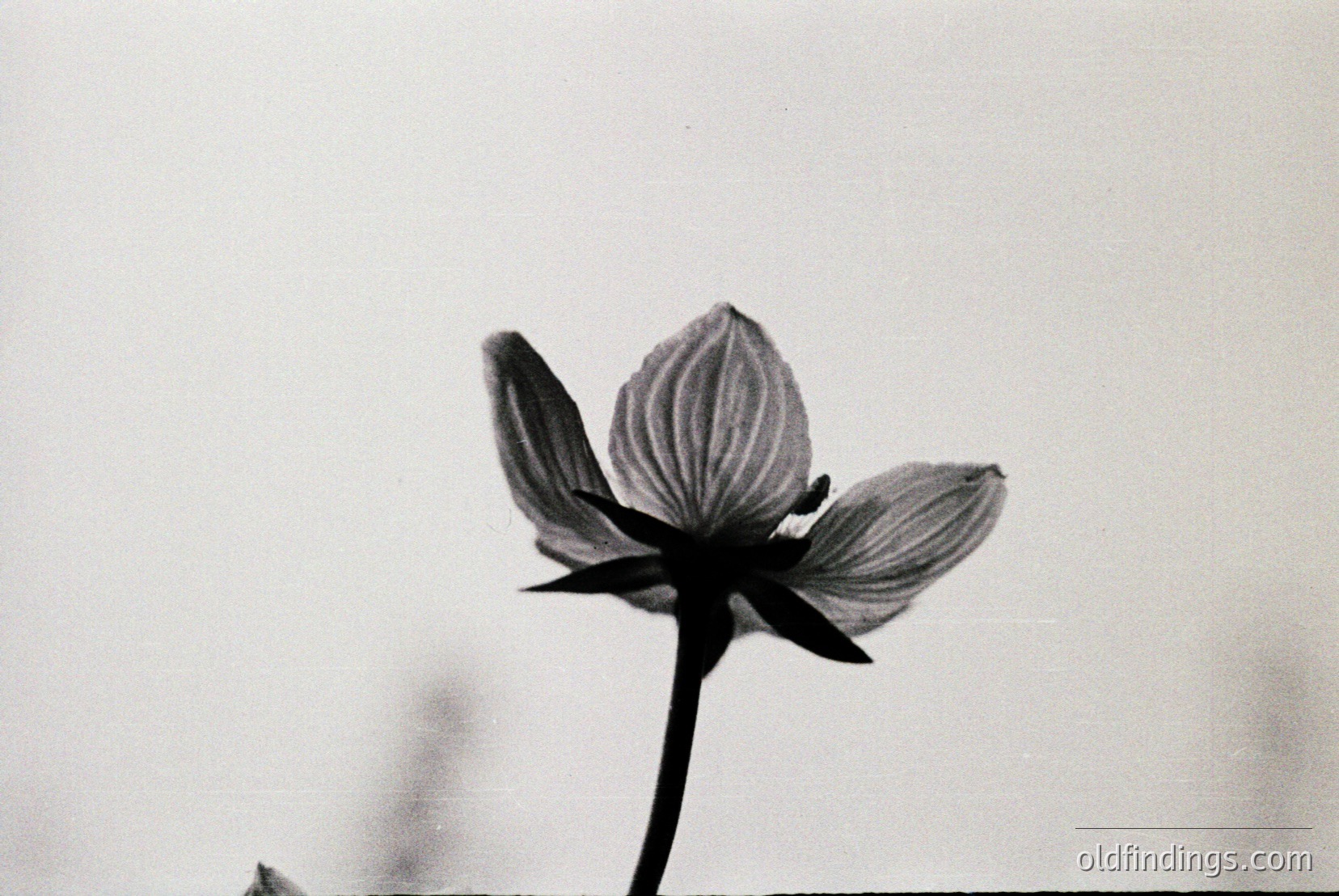 Vintage photograph