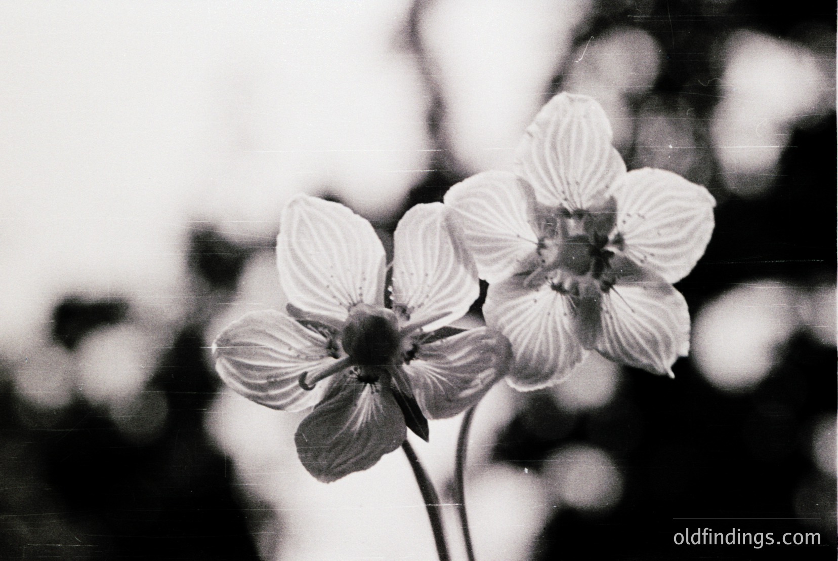 Vintage photograph
