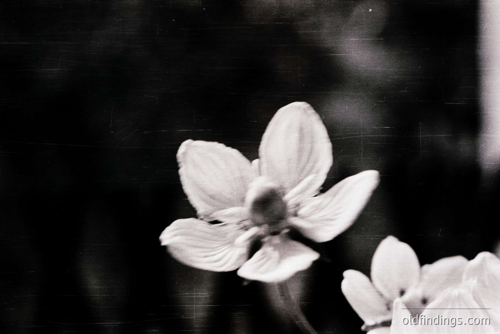 Vintage photograph