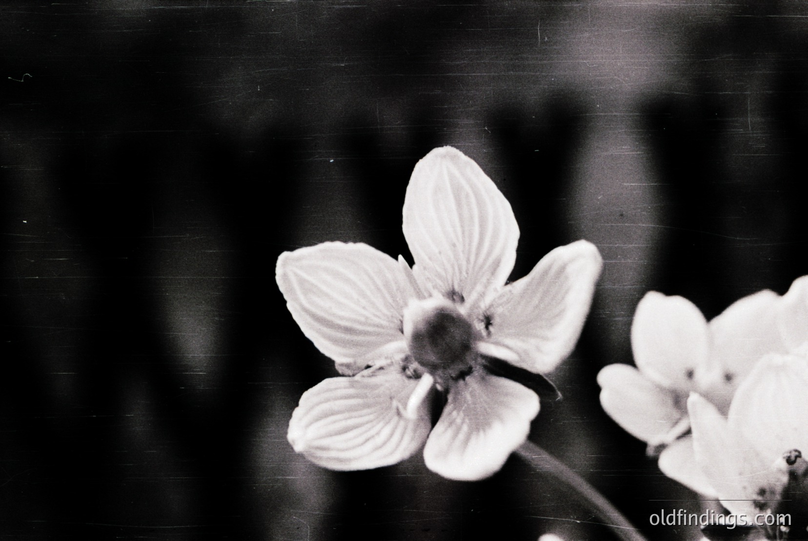 Vintage photograph