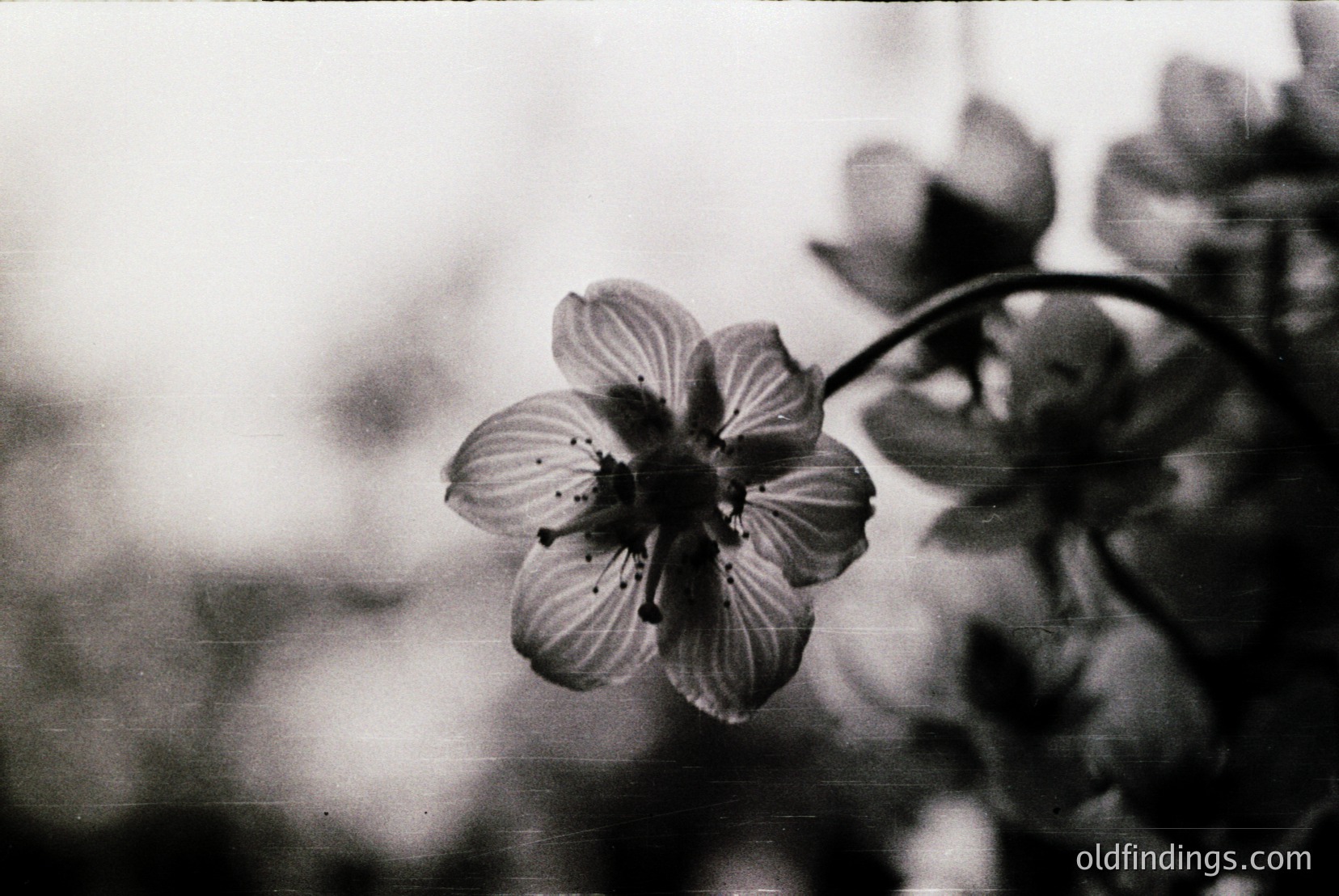 Vintage photograph