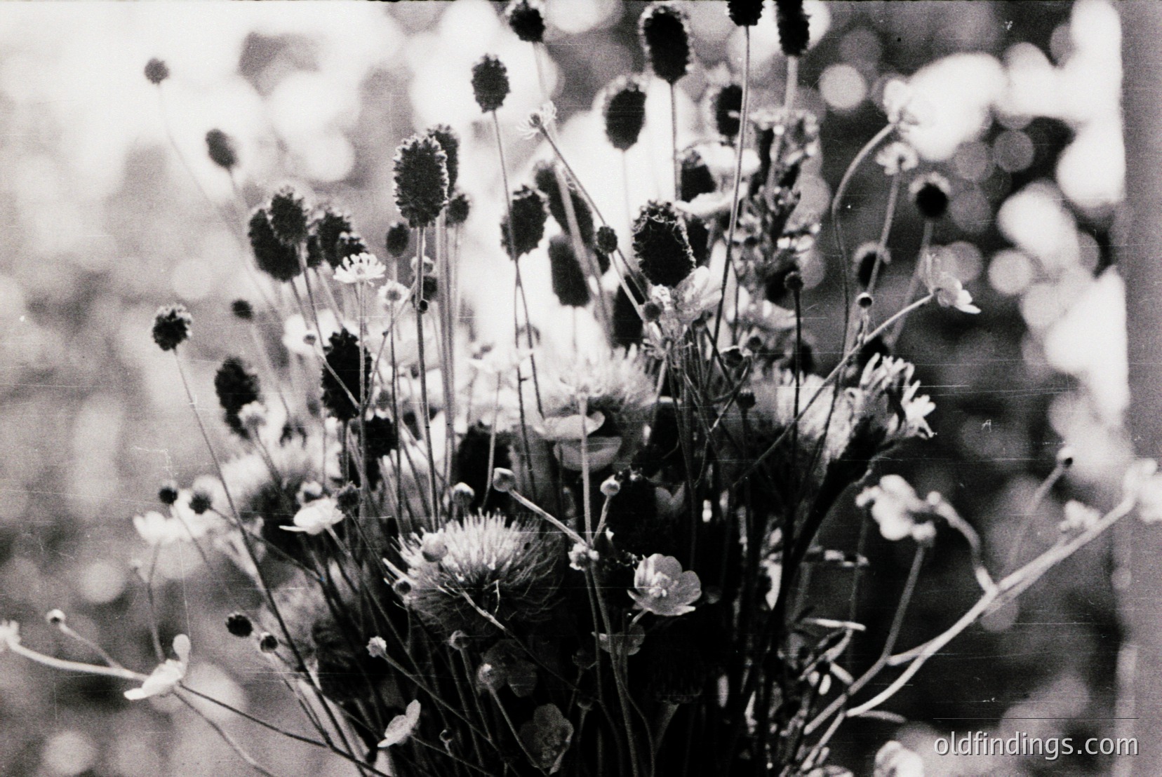 Vintage photograph