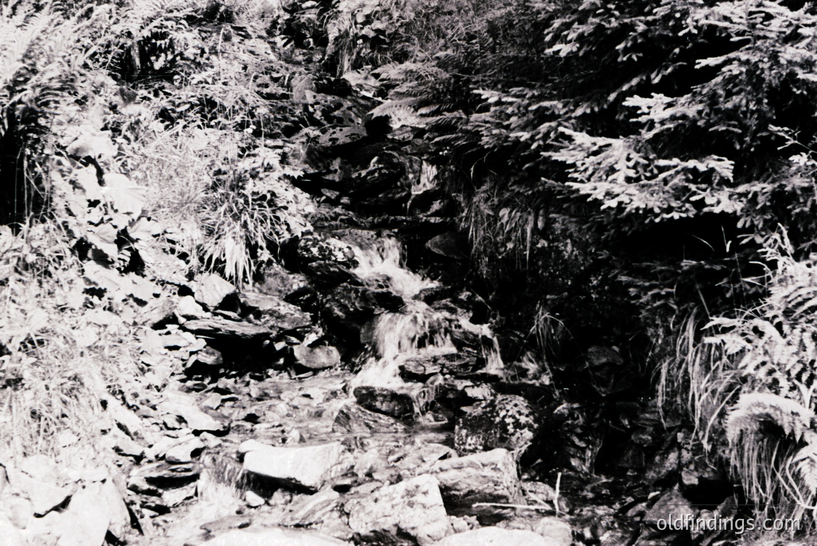 Vintage photograph