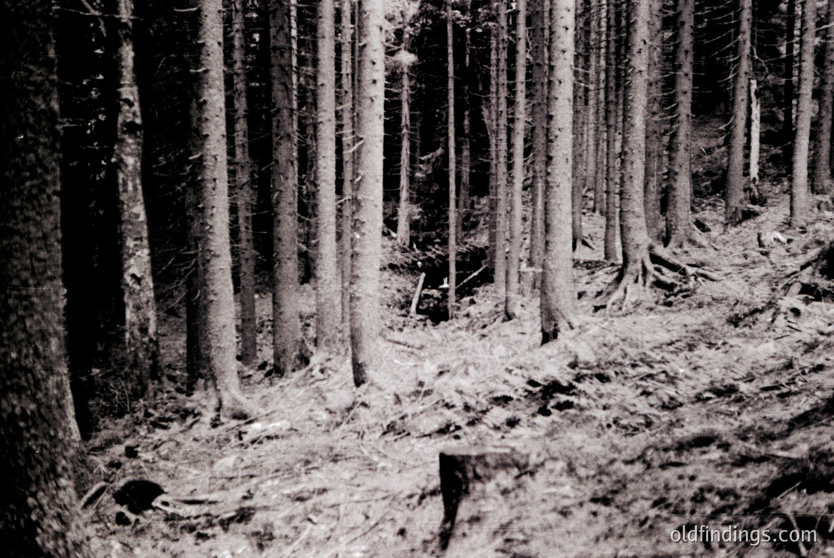 Vintage photograph