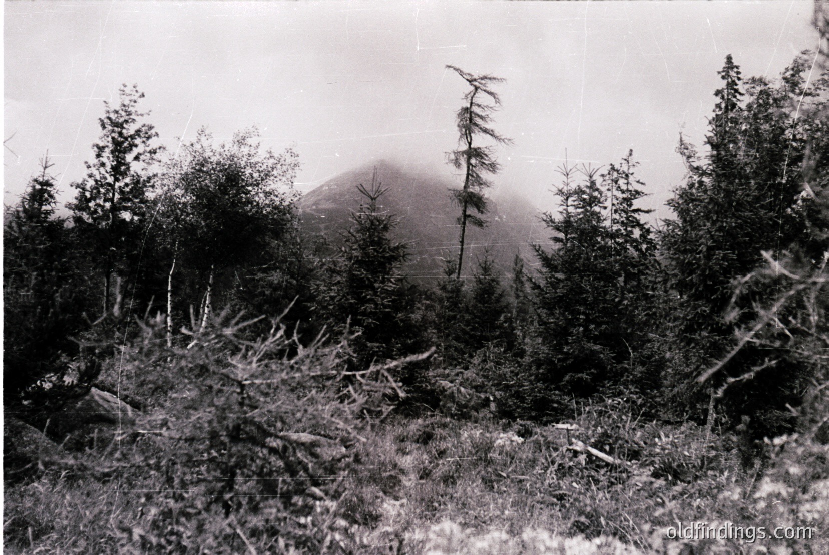 Vintage photograph
