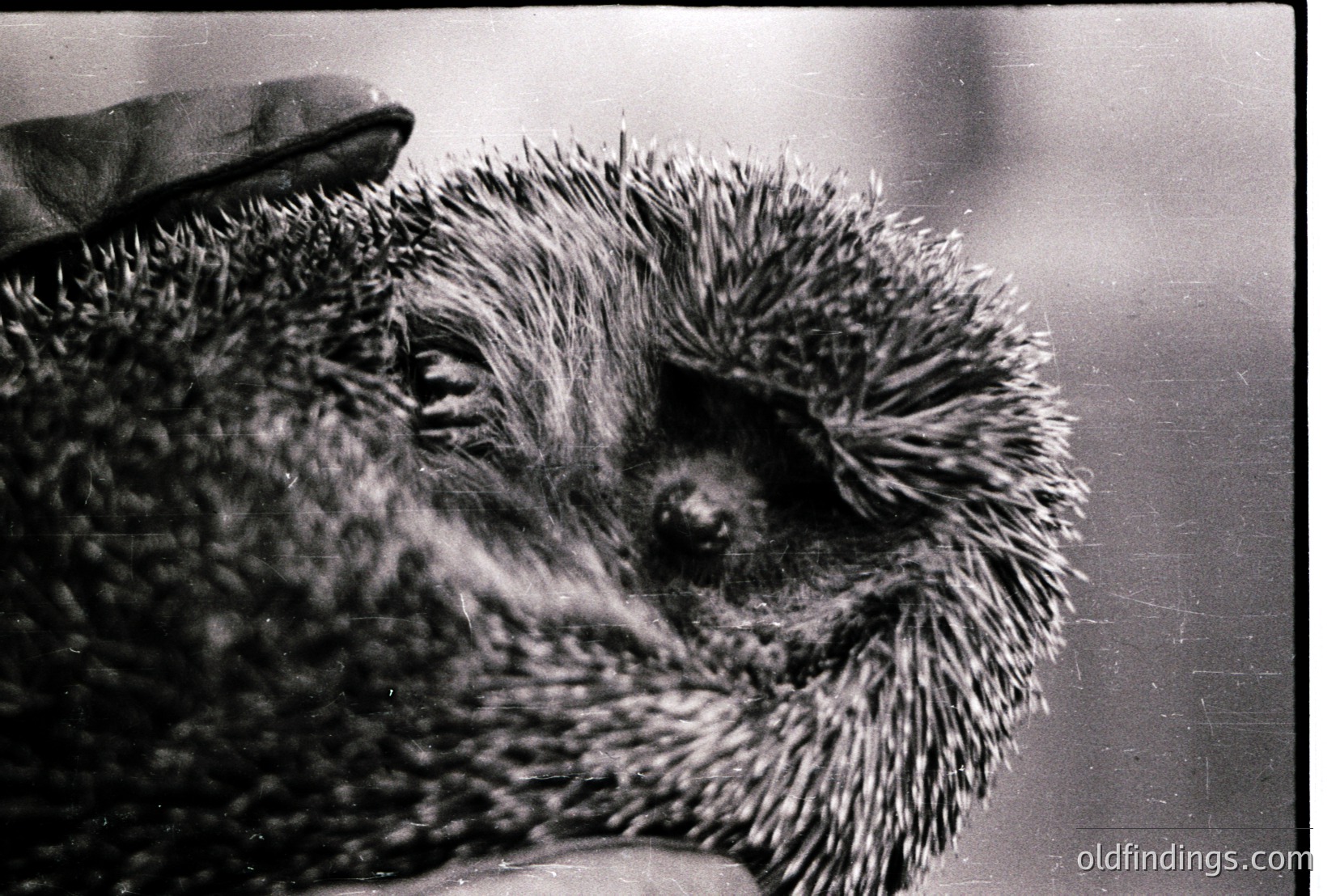 Vintage photograph