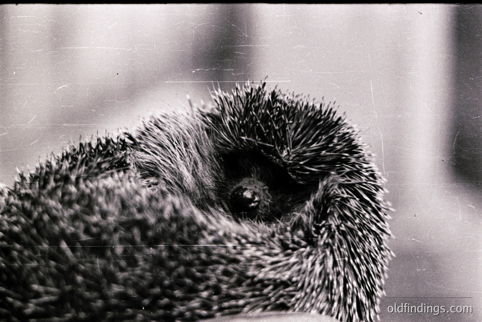 Vintage photograph