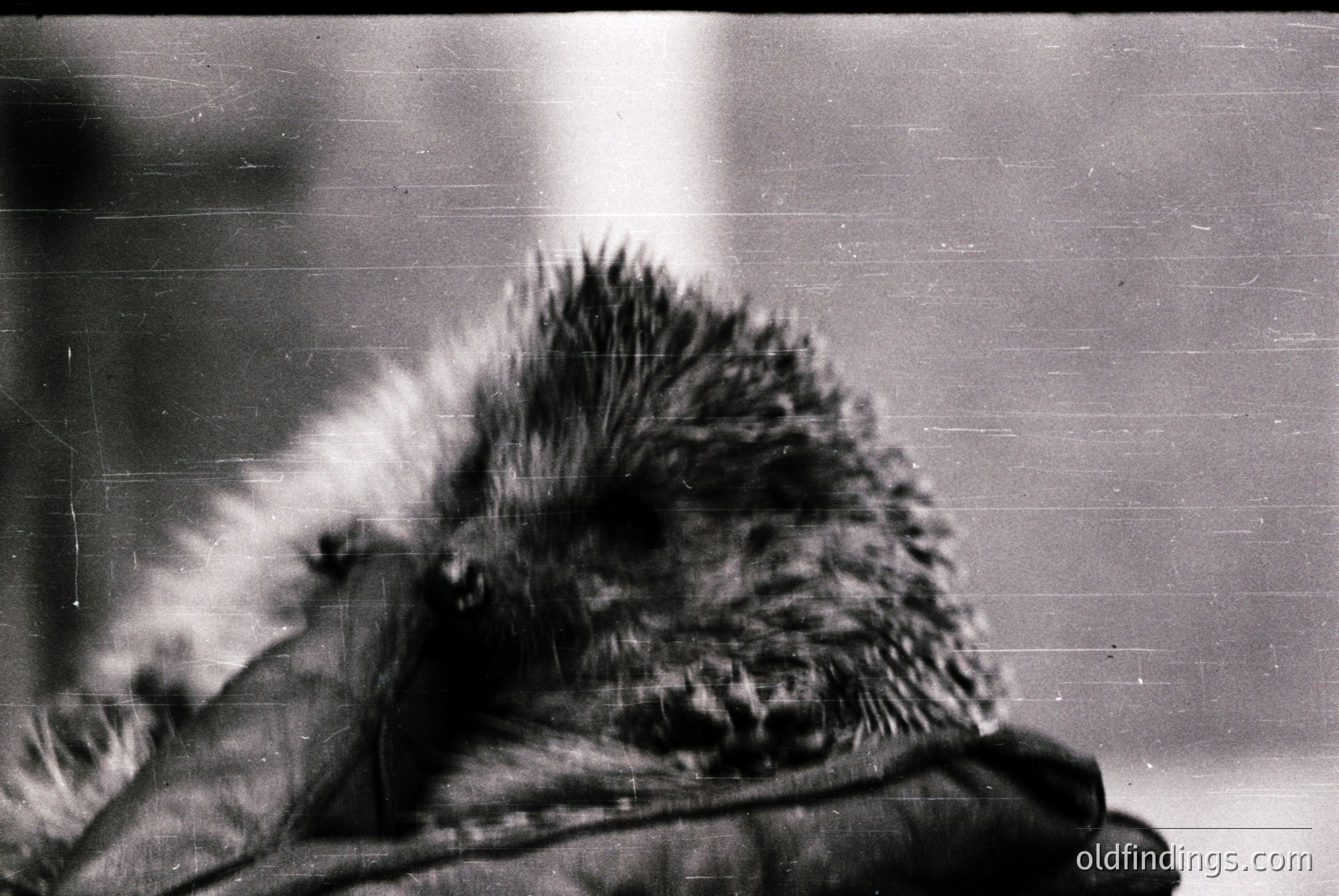 Vintage photograph